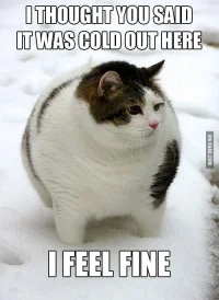 As-a-fat-person-I-can-relate.webp