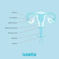 DE_anatomy_lunette_reproductive_480x480.webp