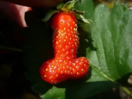 nature cock.webp