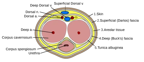 Penis_cross_section.svg.webp