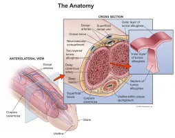 anatomy-1.webp
