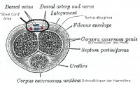 pe-anatomie.jpeg