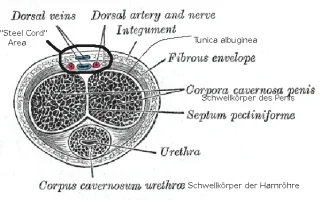 pe-anatomie.webp