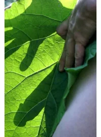 verde 453045823u45 235.webp