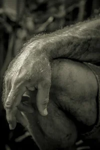 fav mano 0000.webp