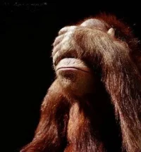 facepalm-orang-utan.webp