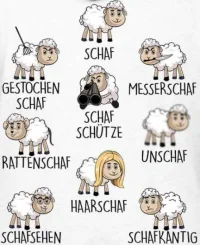 alles-schaf.webp