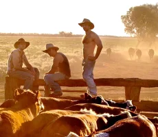 cow '46_36'3.webp