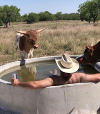 cow 3435o326236k.jpg