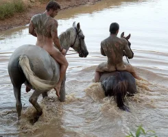 caballos o 0.webp