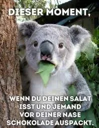 koala.webp