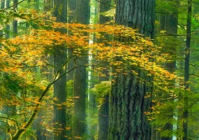 est otoño oete toe3.webp