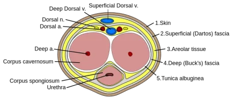 Penis_cross_section.svg.webp