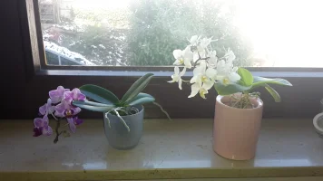 orchis.webp