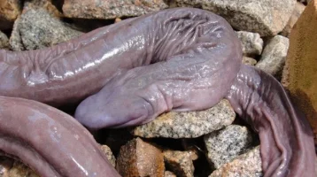 Brazil-Penis-Snake-602927.webp