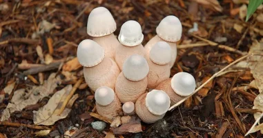 penis-mushroom-purpose-featured-1.webp