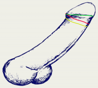 Penis TOp EG MESSEN.png Penis TOp EG MESSEN.png