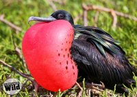 Great-Frigatebird-vs-Magnificent-Frigatebird.jpg