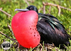 Great-Frigatebird-vs-Magnificent-Frigatebird.webp