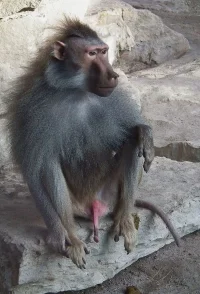 pavian.webp