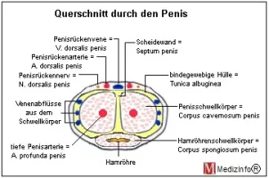penisquerschnitt.webp