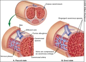 xanatomie-erektion.webp