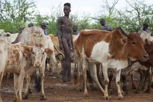 0062-Ethiopia-Omo-Valley-Hamar-Tribe-Young-Man-Nudity-Penis-Cattle-Jumping-Rituals-2015.webp