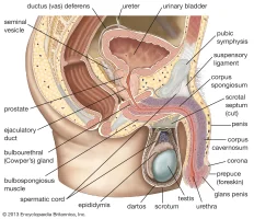 Organs-system.webp