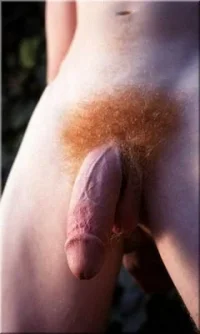 cock-ginger-pubes.webp