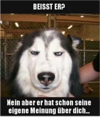 hundi.webp
