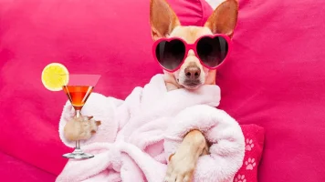 Zeit_zu_chillen.webp