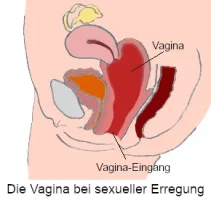 vagina-erregt-ls.jpg