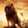 BigLion