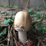 mushroomhead