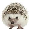 CptShorty