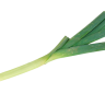 Lauchi
