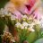 Trudelblume